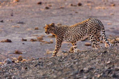 Cheetah Sunset Foto And Bild Africa Southern Africa Botswana Bilder