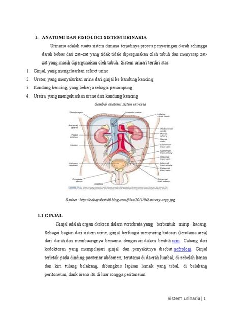 Anatomi Dan Fisiologi Sistem Urinariadocx