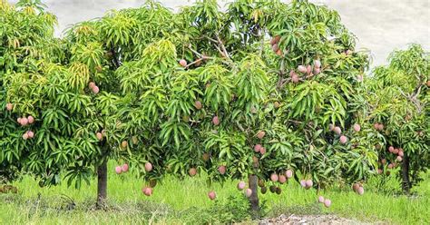 Mango Tree Guide When To Pick Mangoes Au