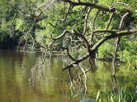 Baum über Einem See Foto And Bild Anfängerecke Nachgefragt