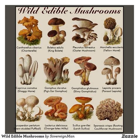 Types Of Edible Mushrooms - 6 Easy Steps to Growing Wild Mushrooms at ...