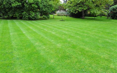 Care For Your Bermuda Grass Turf Masters Lawn Care Bermuda Grass