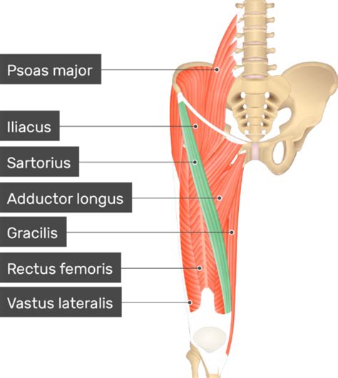 67 Amazing What Is The Action Of The Gracilis Muscle Insectpedia