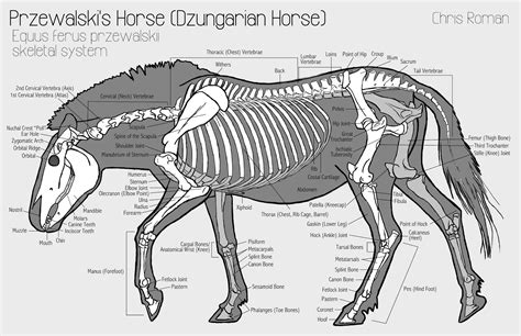 chris roman horse anatomy study