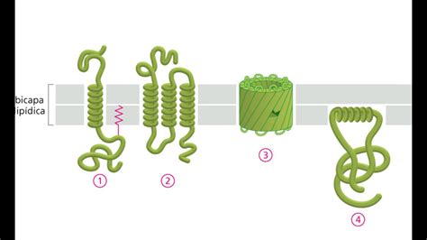 Membranas Biológicas 58 Proteínas De Membrana Integrales Y