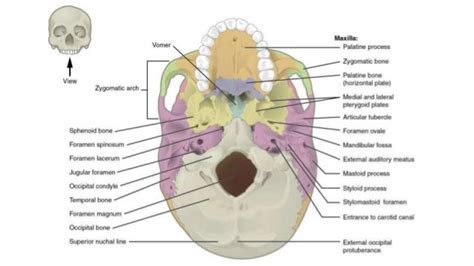 Skull Bones Features And Markings Ii