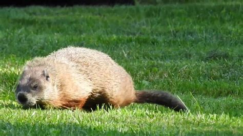 Marmot Woodchuck Groundhog Youtube