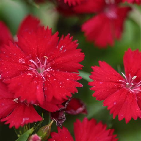 Dianthus Seeds Dianthus Deltoides Maiden Pinks Flower Seed