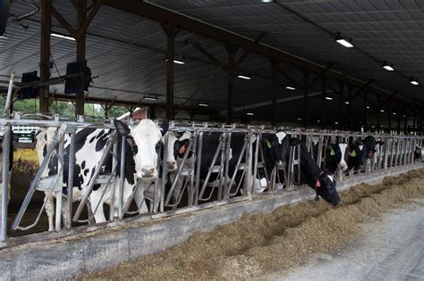 Focus On Residual Feed Intake To Maximize Dairy Feed Efficiency Proag