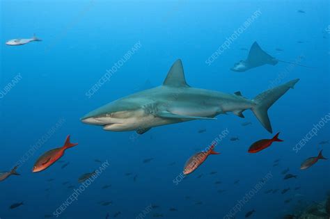 Galapagos Shark Stock Image C0469306 Science Photo Library