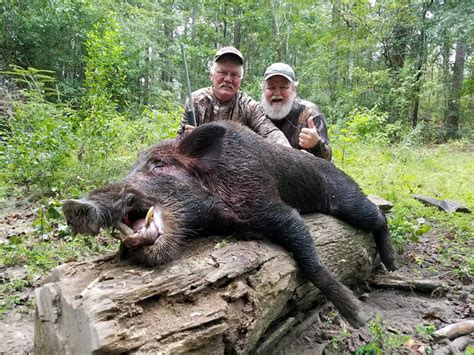 What do You need to Know about free Hog Hunting in Georgia? - Article Techs