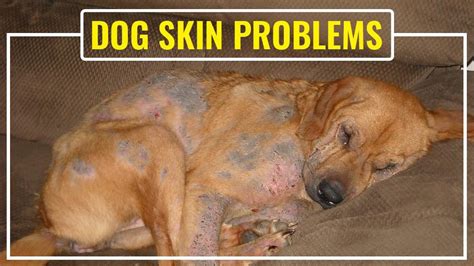 Dog Skin Problems Pictures Dog Skin Conditions Dog Skin Infection