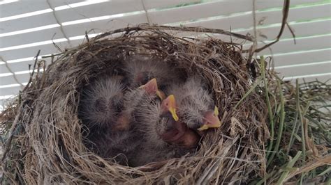 Nestwatch House Finch Nests And Babies Nestwatch