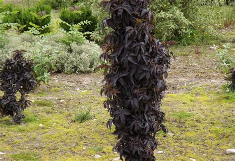 Emerald green arborvitae, thuja green giant, leyland cypress sambucus black tower is a new columnar elderberry, its ...