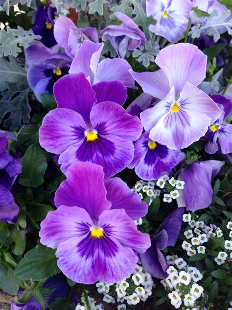 Pansies | Pansies flowers, Beautiful flowers, Purple flowers