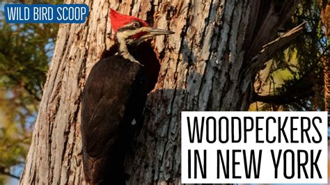 Woodpeckers In New York 9 Species Youve Got To See Nature Blog Network