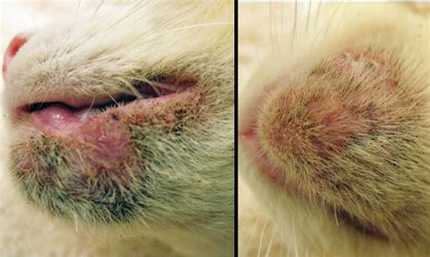 Typically it's caused by fleas. Chin Dermatitis in a Cat | Clinician's Brief