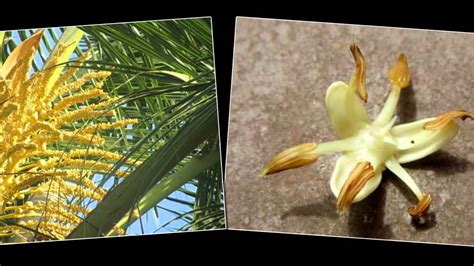 Do You Know Coconut Tree Flower Fruit And Seed Youtube