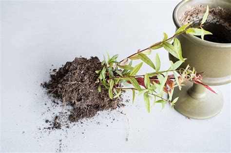 Fungus gnats are tiny bugs in houseplant soil, or flying around plants. The Tiny Invaders - How to Get Rid of Gnats | Pest R Us ...