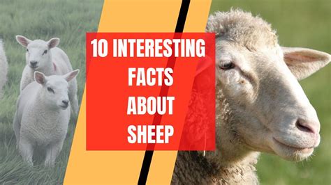 10 Interesting Facts About Sheep Youtube