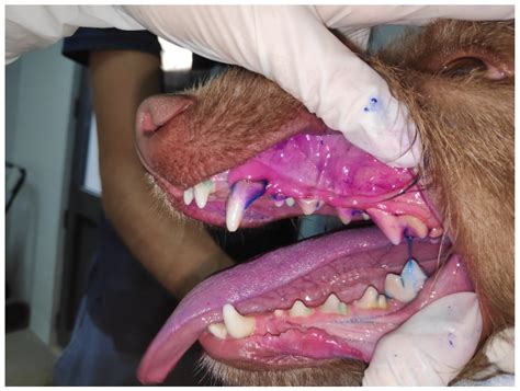 What Does Gingivitis Look Like In Dogs
