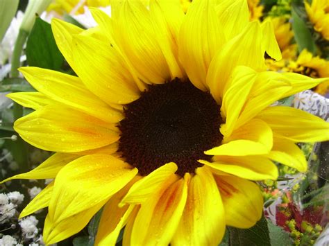 Yellowsunflowerhappinessspringnature Free Image From