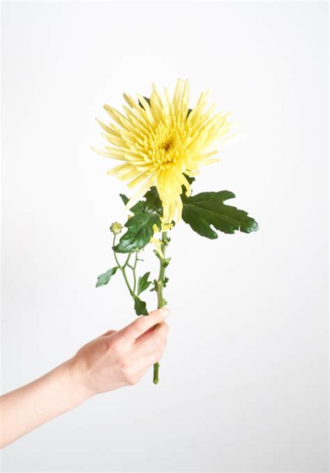Sympathy, anniversary, love and romance, birthday, get well Best Florists & Flower Delivery in Henderson, NV - 2021