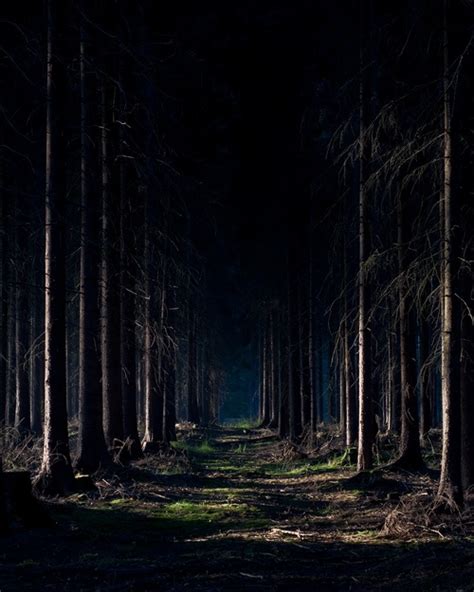 27 Best Woodlands Night Photography Images On Pinterest