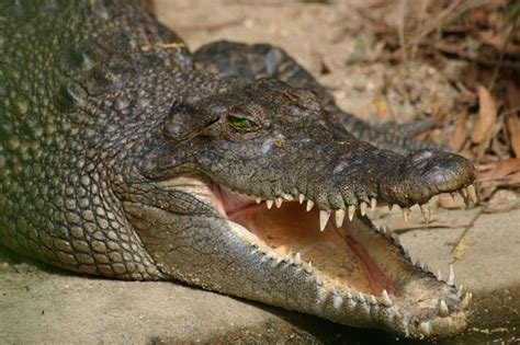 Crocodile Bite Marks