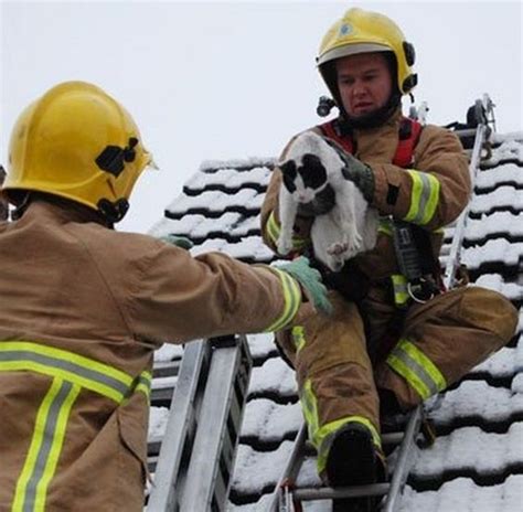 As Wholesome As It Gets Firefighters Saving Cats 16 Pics Saving