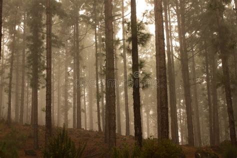 Pinus Canariensis Misty Foggy Forest In Tenerife Spain Winter