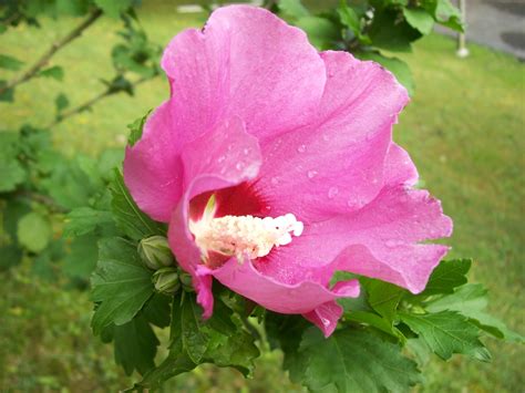 Trees flowering in virginia now. West Virginia Mission: July 2012