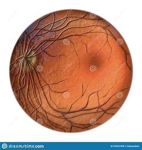 Normal Eye Retina 3d Illustration Stock Illustration Illustration Of