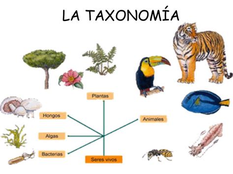 Taxonomia Taxonomia Biologia Especies Images