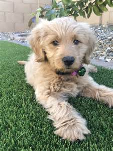 Why buy a goldendoodle puppy for sale if you can adopt and save a life? Goldendoodle Puppies For Sale | Gilbert, AZ #320944