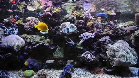 Living Coral Aquarium Coral Aquarium Aquarium