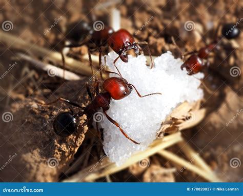 Ants Eat Sugar Stock Image Image Of Antenna Defocus 170820837