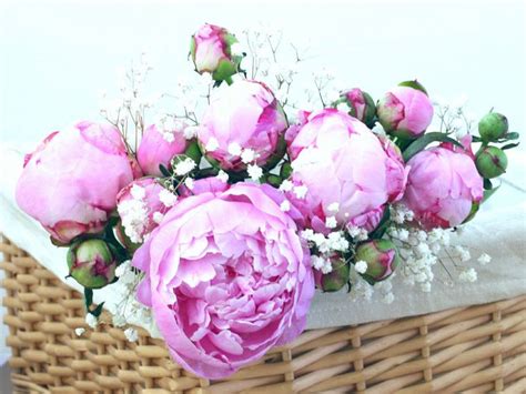 12 Surprising Facts All Peony Enthusiasts Should Know Peonies And Hydrangeas Planting Peonies