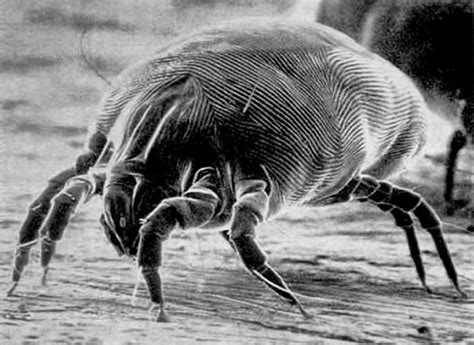 Removing Dust Mites From Carpets Upholstery And Bedding In Homes