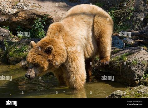 Brown Bear Ursus Arctos At Hellbrunn Zoo Salzburg Austria Europe