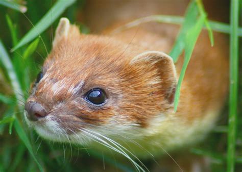 History Of German Science The Winter Least Weasel Aka Ermine