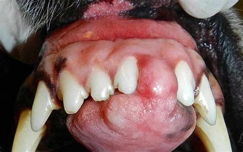 Petmd Mouth Cancer In Dogs Images