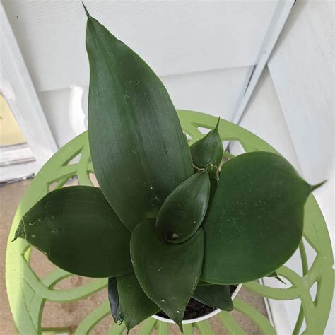 Other plants that repel snakes include marigold, mother in law's. Sansevieria Bird's Nest Snake Plant Hahnii Jade - Sugar ...