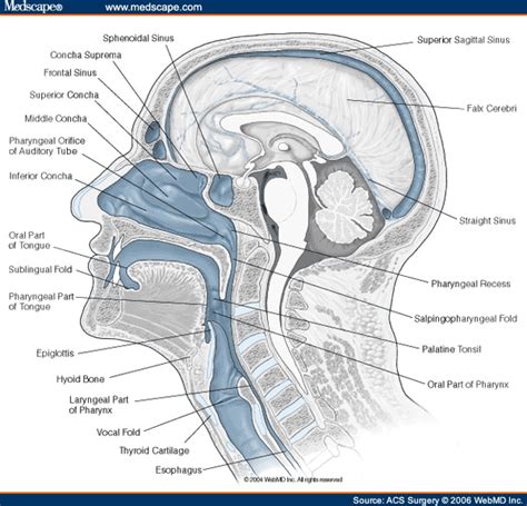Head And Neck Diagnostic Procedures