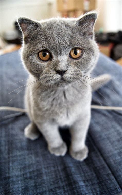 Including intravenous fluids and pain relief medication. How much does a Scottish Fold Kitten Cost? Click to read ...