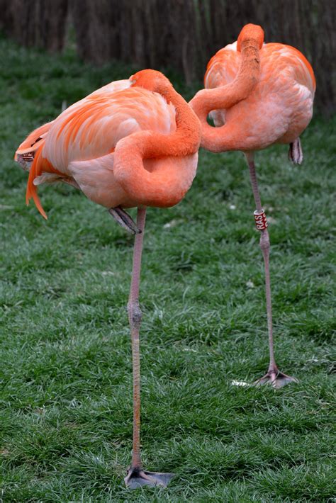 Gambar Hewan Paruh Berwarna Merah Muda Fauna Flamingo Kaki