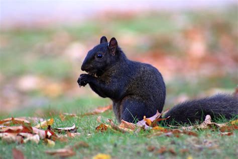 Melanistic Squirrel Thaw02 Flickr
