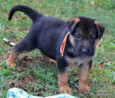 Blackred Male Pup From Our 7 12 14 Litter At Age 5 Weeks Puppies