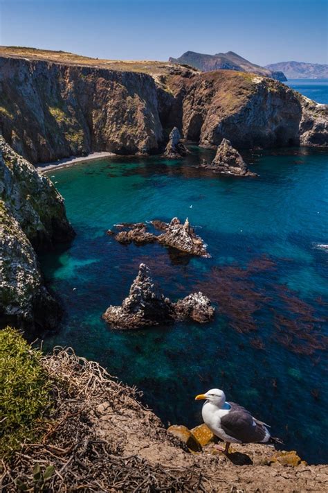 1000 Images About Channel Islands National Park On
