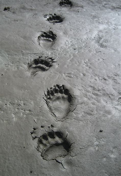Select the animals that wake up in spring! These sneakers leave animal tracks. Looks like fun. : pics